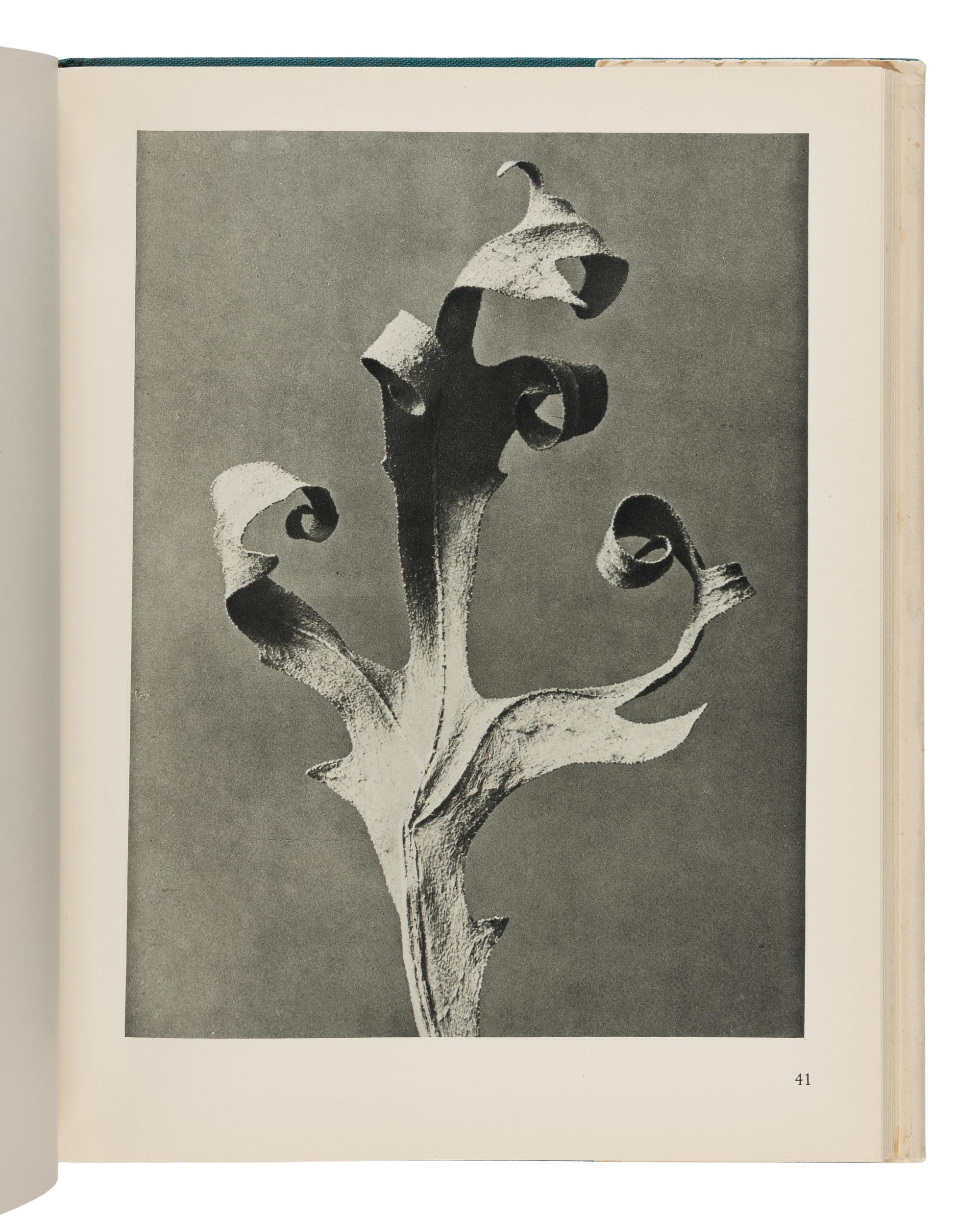 [Photography] Blossfeldt, Karl. Urformen der Kunst [ Art Forms in Nature ]