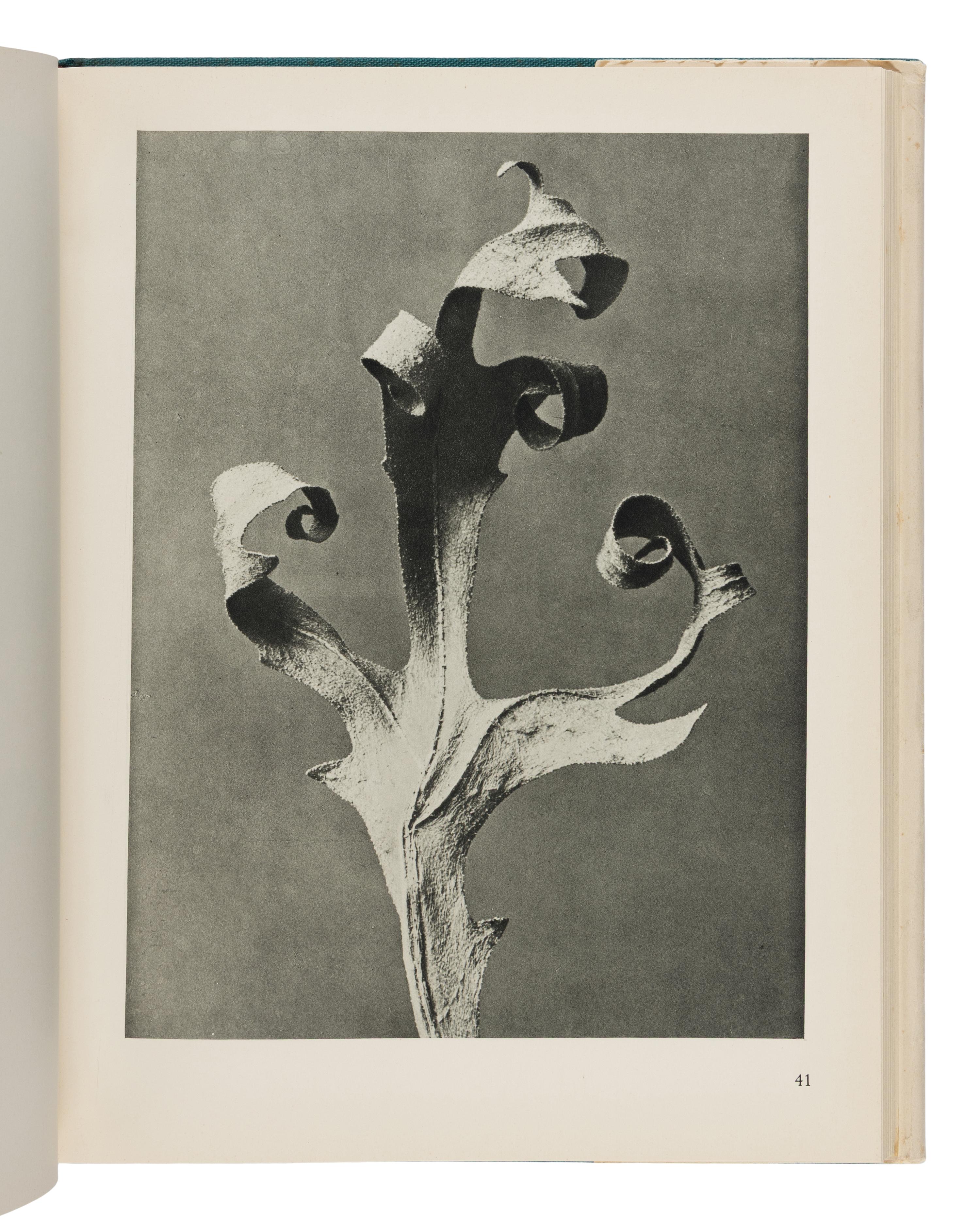 [Photography] Blossfeldt, Karl. Urformen der Kunst [ Art Forms in Nature ]