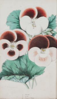 A Group of Seven Botanical Lithographs Height of each plate 8 x width 5 inches. — 20TH CENTURY