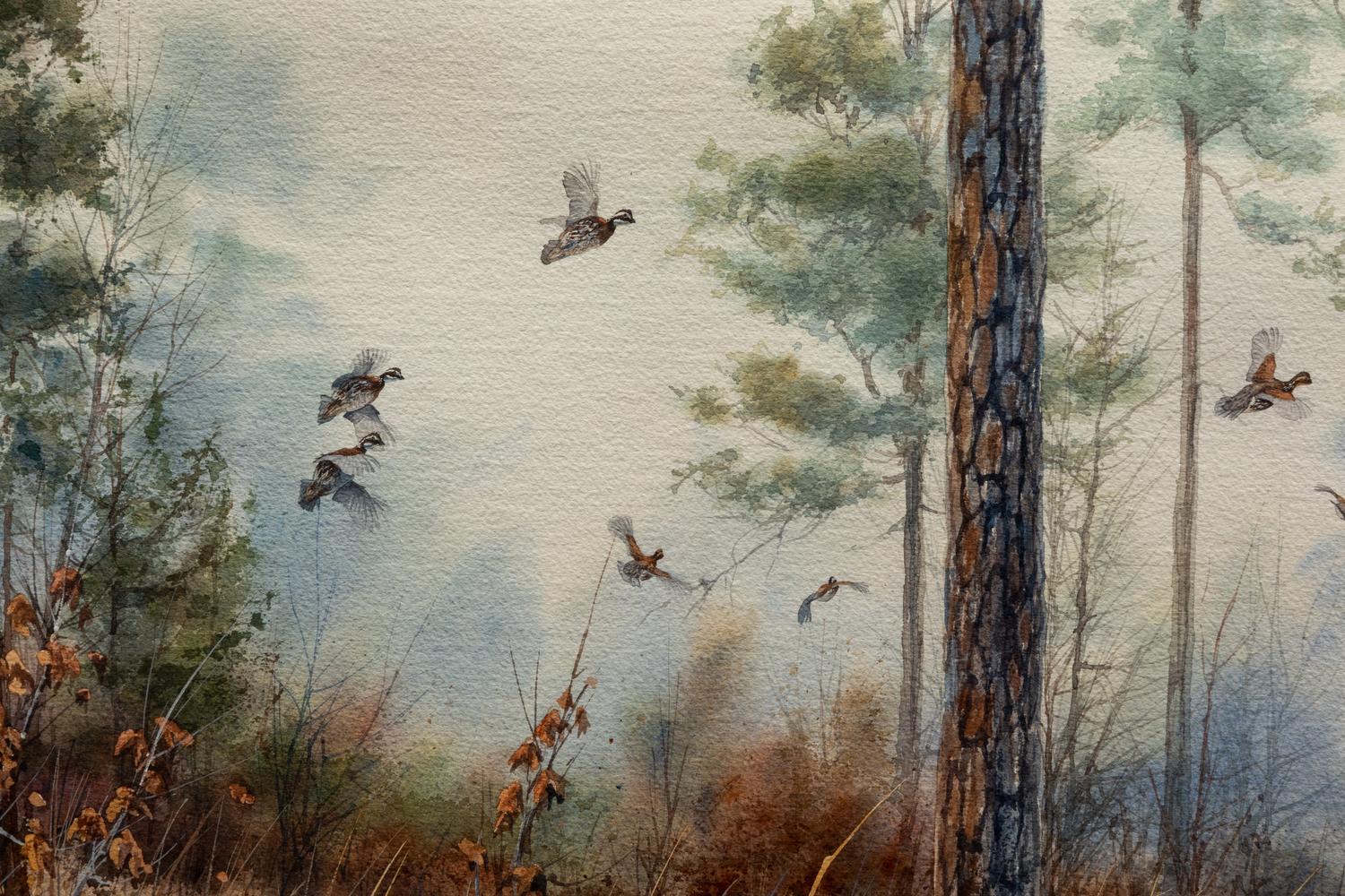 Quail in Pine Forest