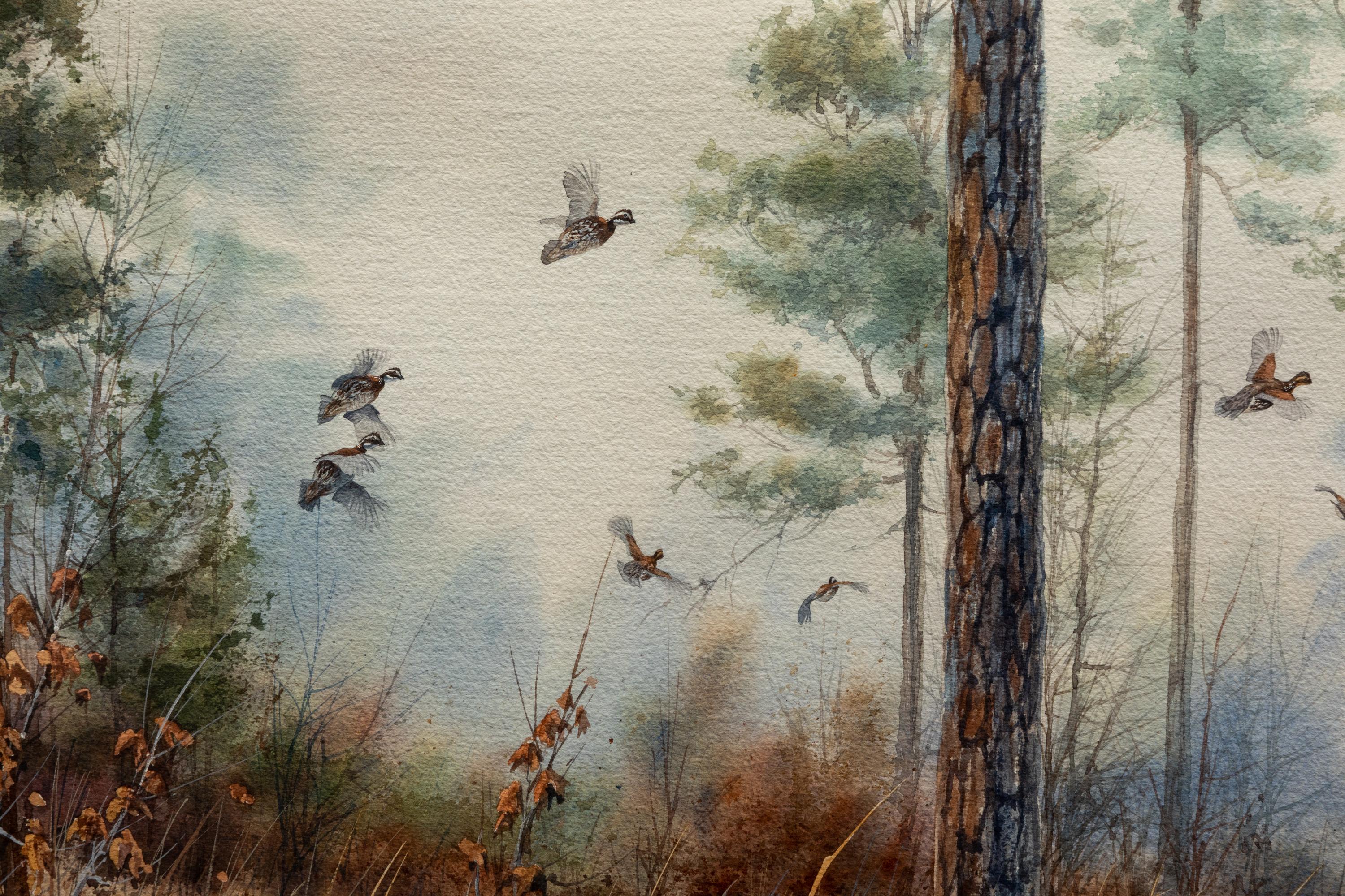 Quail in Pine Forest