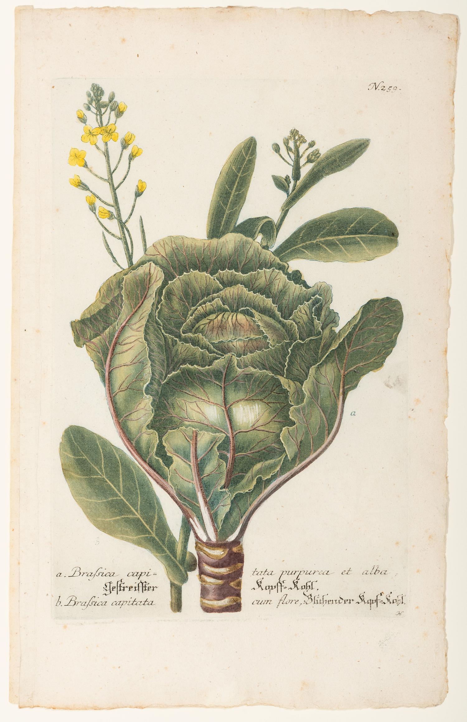 Nine Vegetable Aquatints