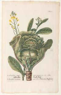 Nine Vegetable Aquatints