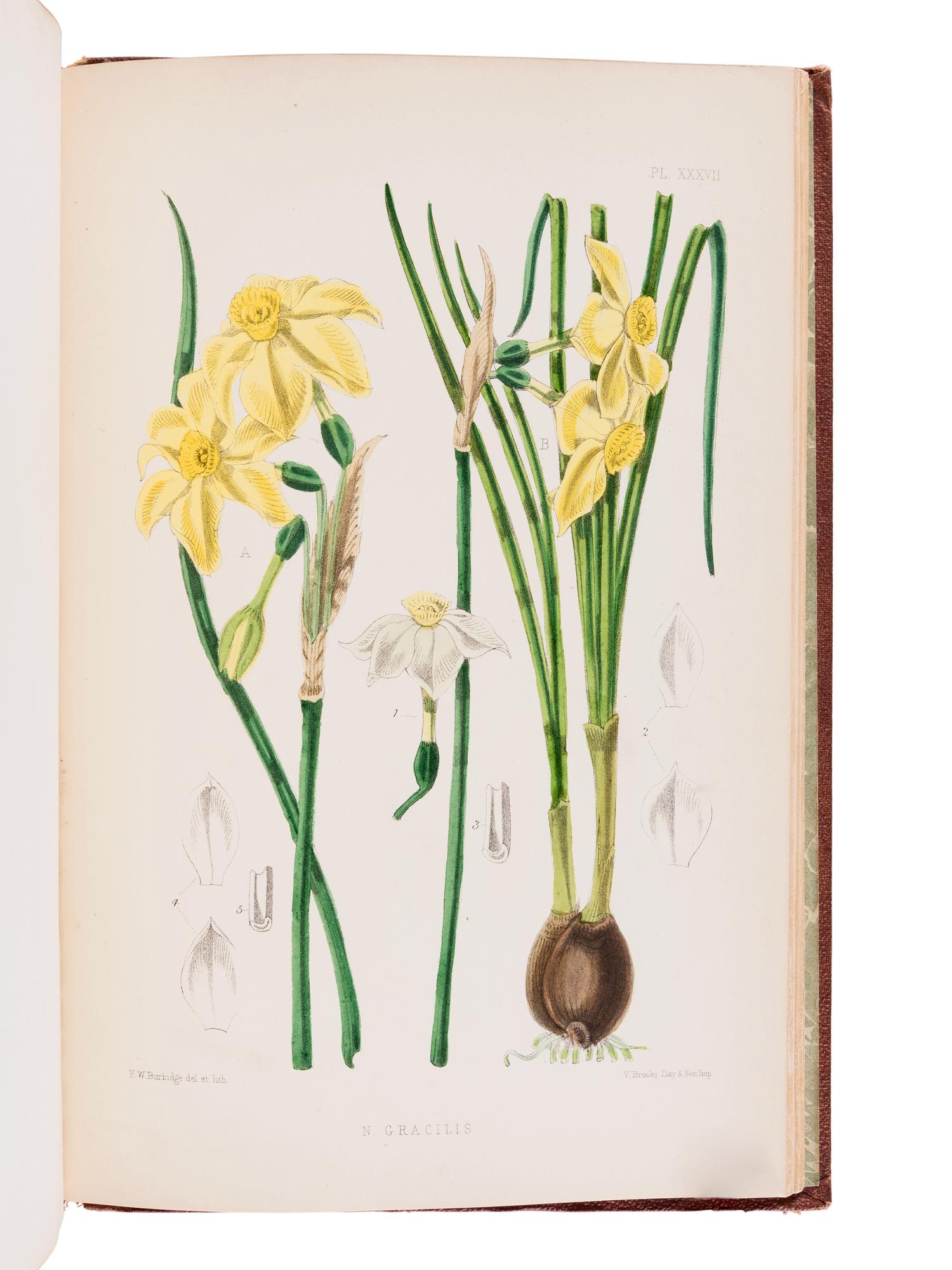BURBIDGE, Frederick William Thomas (1847-1905). The Narcissus; its History and Culture . London; L. Reeve & Co., 1875.