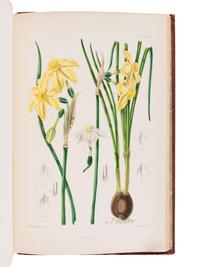 BURBIDGE, Frederick William Thomas (1847-1905). The Narcissus; its History and Culture . London; L. Reeve & Co., 1875.