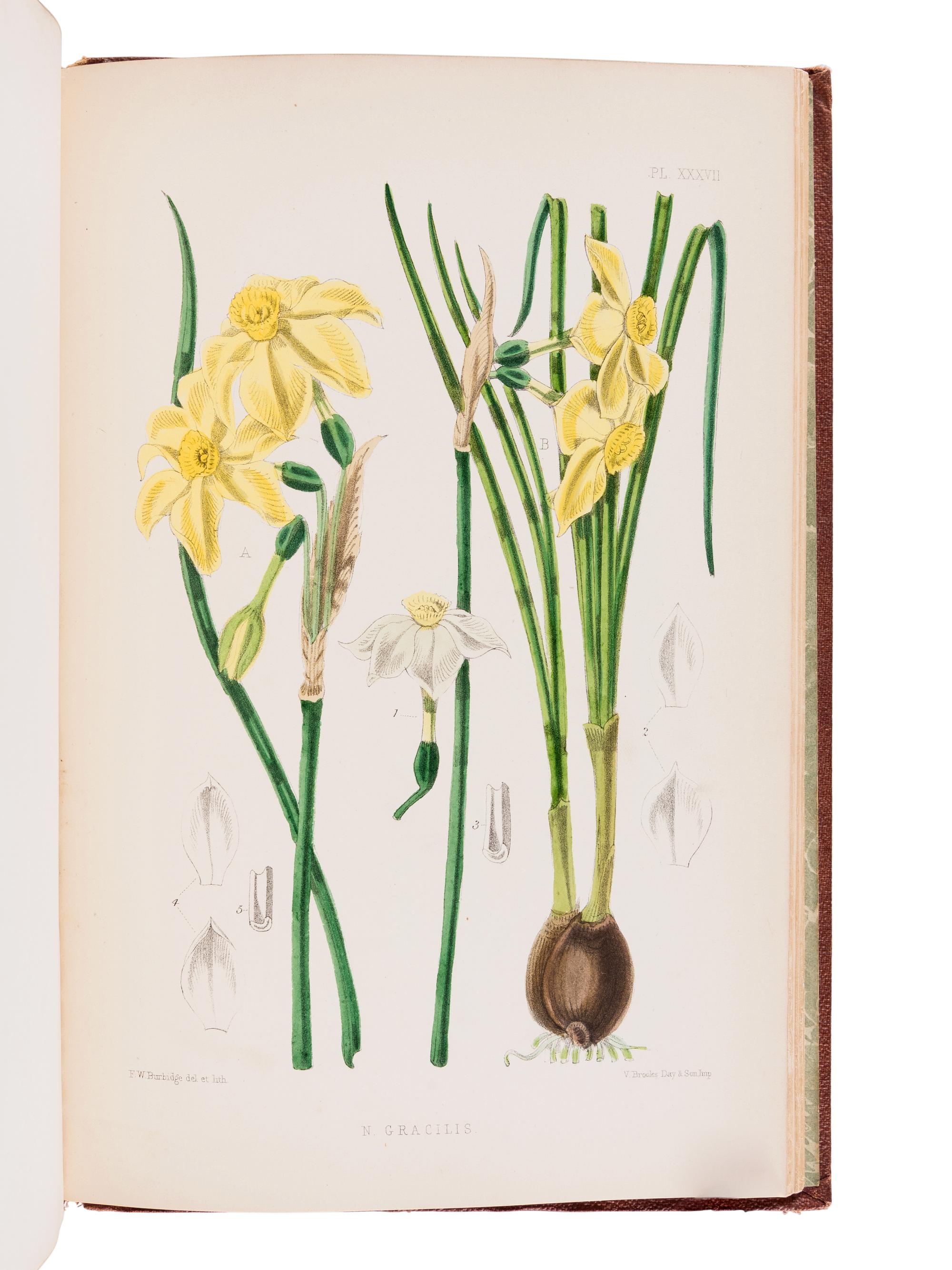 BURBIDGE, Frederick William Thomas (1847-1905). The Narcissus; its History and Culture . London; L. Reeve & Co., 1875.