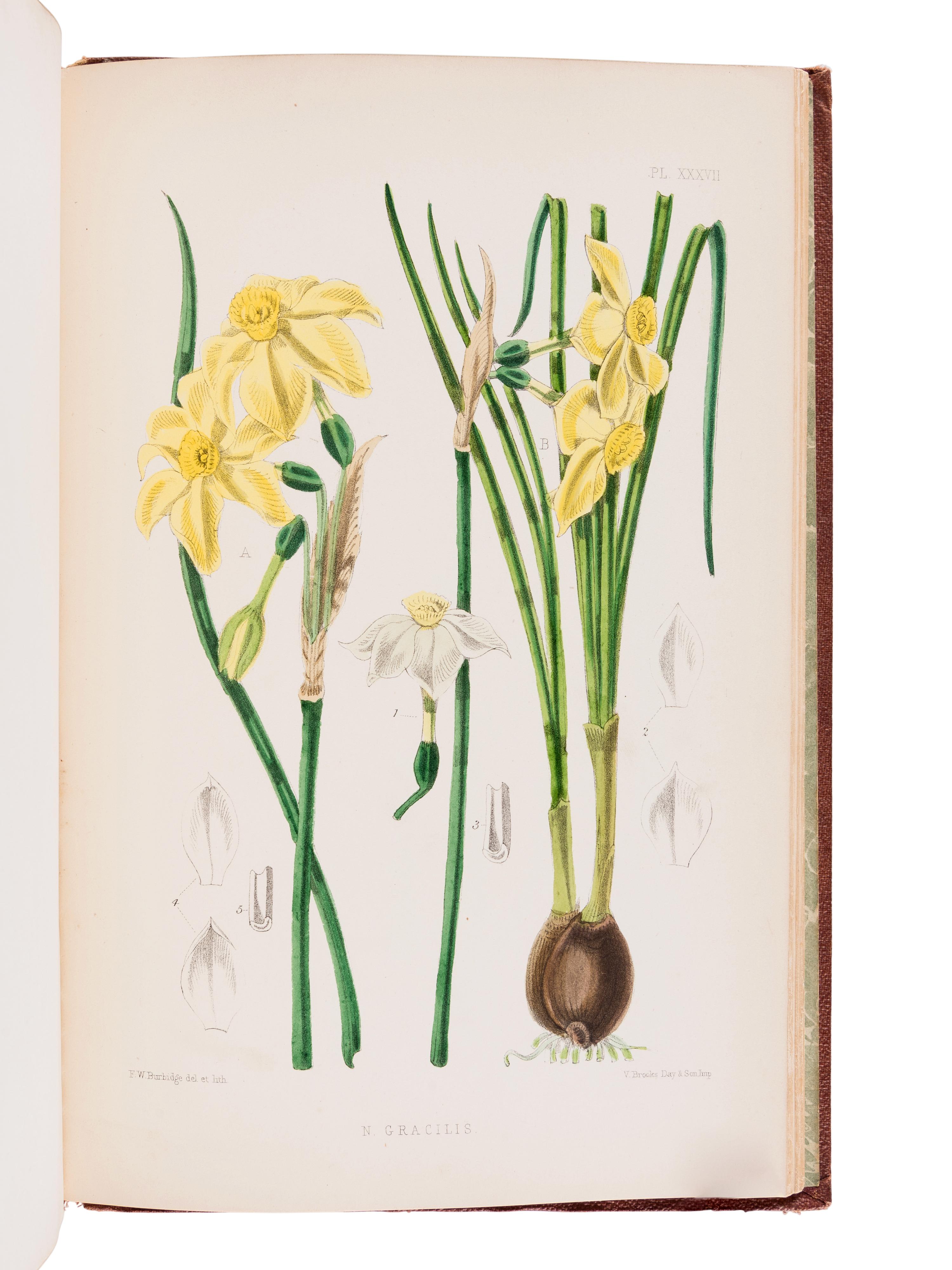 BURBIDGE, Frederick William Thomas (1847-1905). The Narcissus; its History and Culture . London; L. Reeve & Co., 1875.