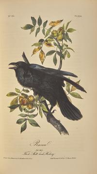 [Natural History] Audubon, John James. The Birds of America, From Drawings Made in the United States and Their Territories