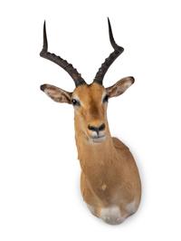 A Shoulder Mount Taxidermy Impala