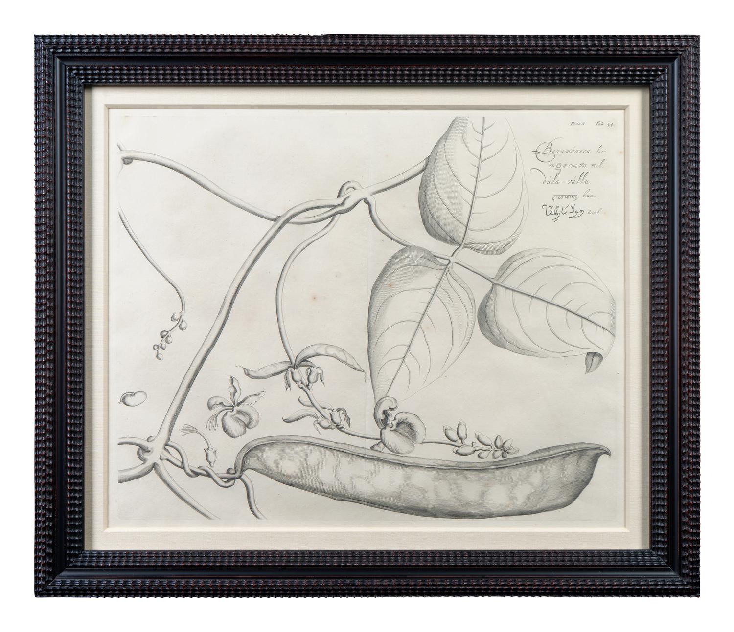 A Set of Six Framed Botanical Engravings