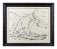 A Set of Six Framed Botanical Engravings
