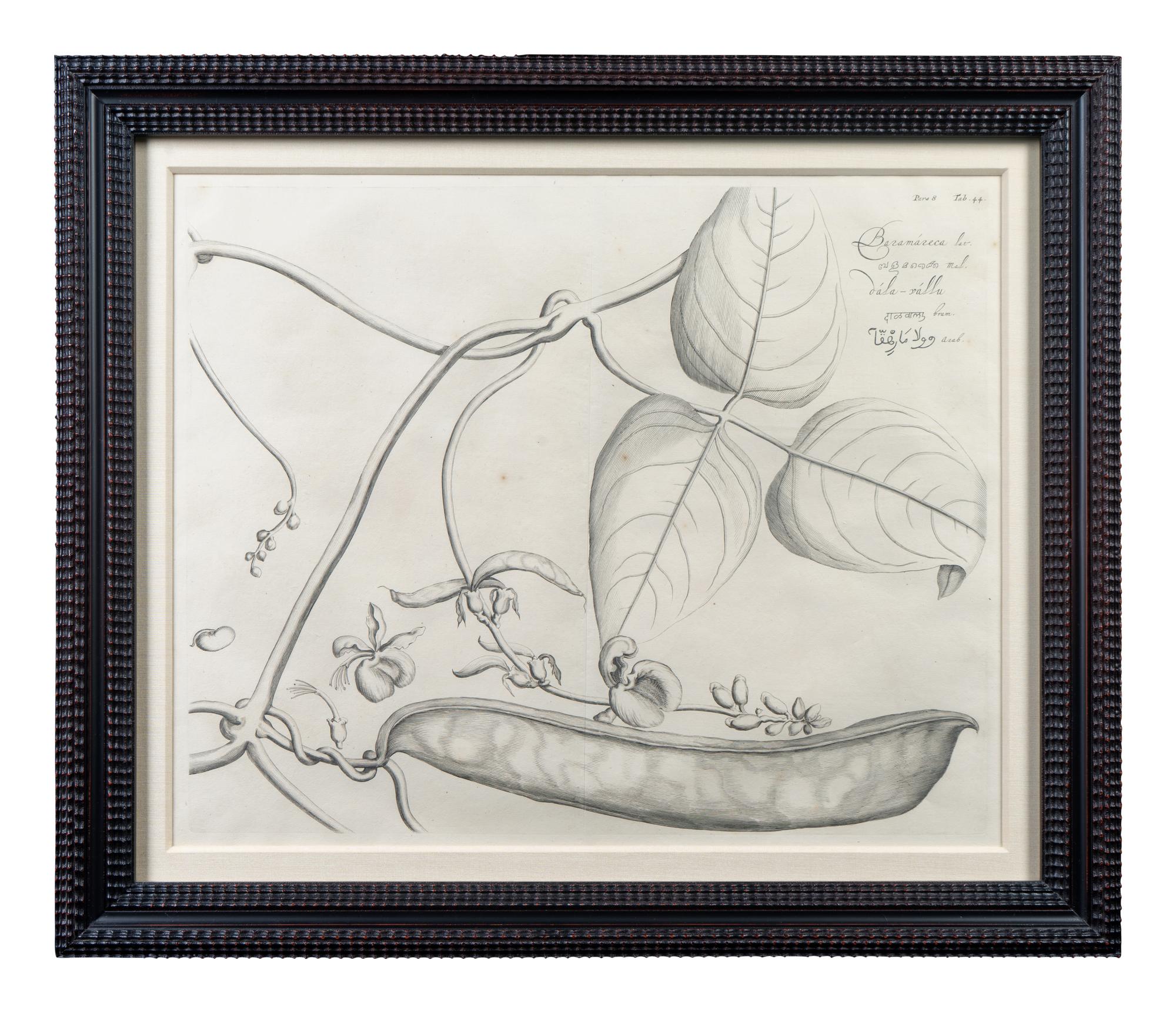 A Set of Six Framed Botanical Engravings