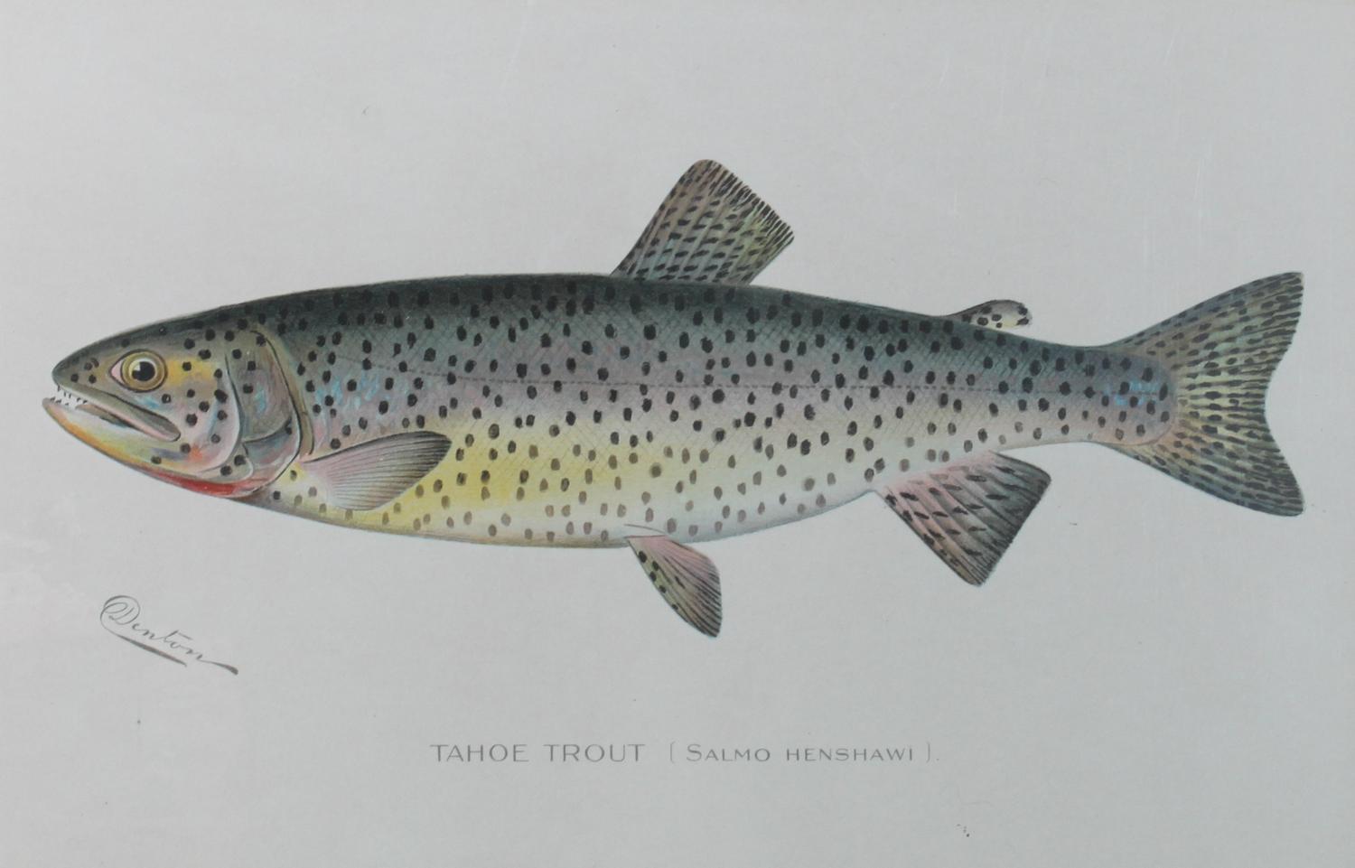 Six Chromolithograph Trout Prints, S. F. Benton Height 7 x with 11 inches — LATE 18TH CENTURY