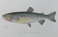 Six Chromolithograph Trout Prints, S. F. Benton Height 7 x with 11 inches — LATE 18TH CENTURY