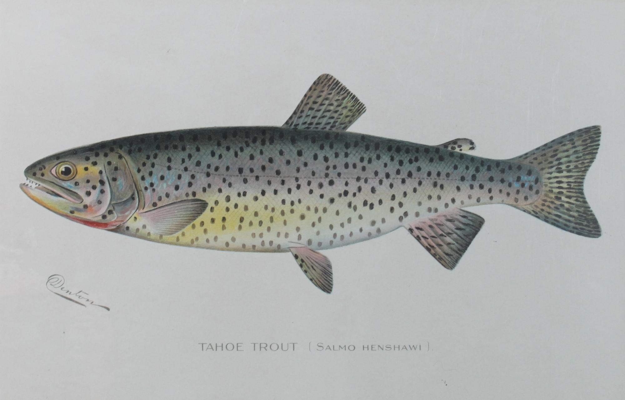 Six Chromolithograph Trout Prints, S. F. Benton Height 7 x with 11 inches — LATE 18TH CENTURY