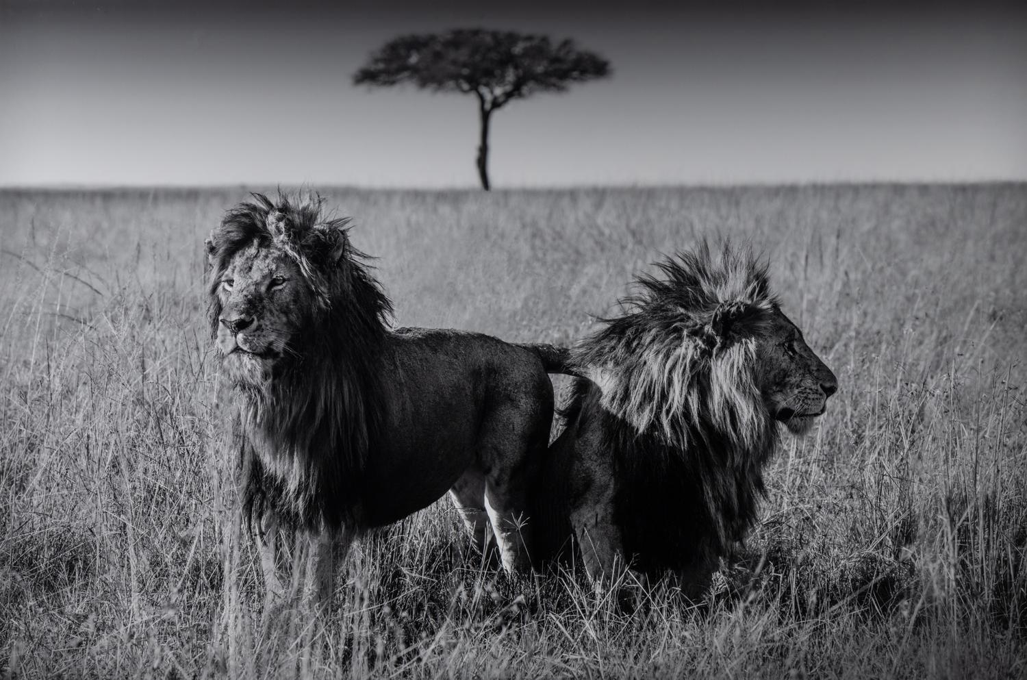 Michel Ghatan (born 1975) The Twins, Masai Mara, Kenya, 2021