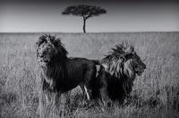 Michel Ghatan (born 1975) The Twins, Masai Mara, Kenya, 2021
