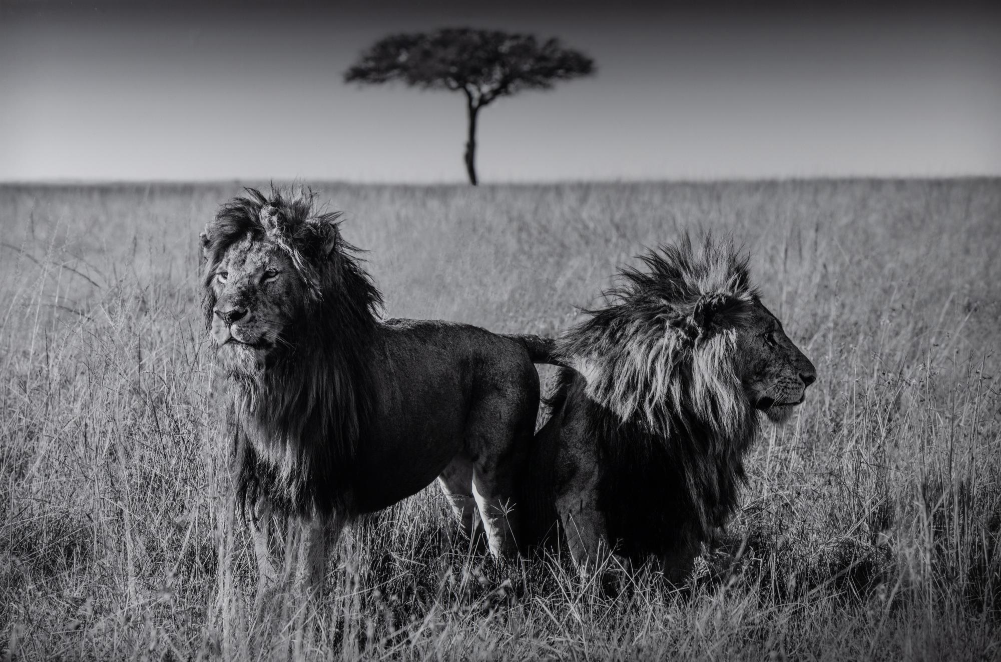 Michel Ghatan (born 1975) The Twins, Masai Mara, Kenya, 2021