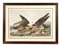 AUDUBON, John James (1785-1851) Great-footed Hawk (Plate 20) Falco peregrinus