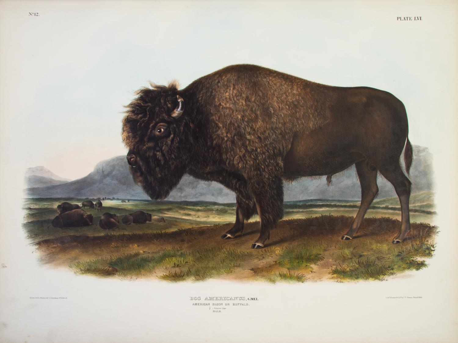 AUDUBON, JOHN JAMES, AND JOHN BACHMAN. The Viviparous Quadrupeds of North America. New York, 1845-1848. 3 vols. First edition.