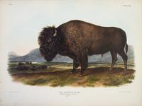 AUDUBON, JOHN JAMES, AND JOHN BACHMAN. The Viviparous Quadrupeds of North America. New York, 1845-1848. 3 vols. First edition.