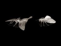 Two Silver Articulated Models of Insects
