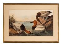 AUDUBON, John James (1785-1851) Canvas-backed Duck (Plate CCCI) Fulligula Vallisneria