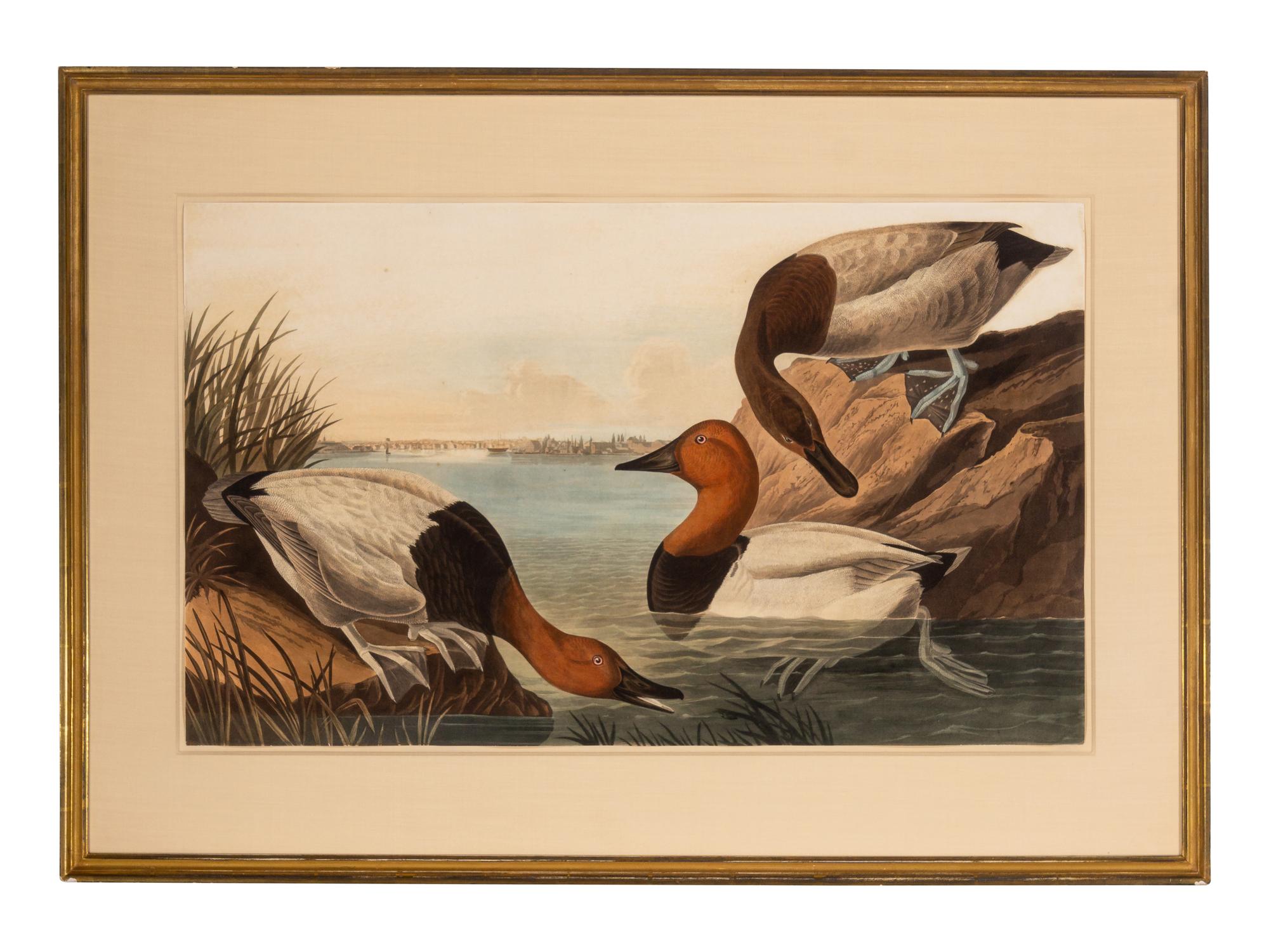 AUDUBON, John James (1785-1851) Canvas-backed Duck (Plate CCCI) Fulligula Vallisneria