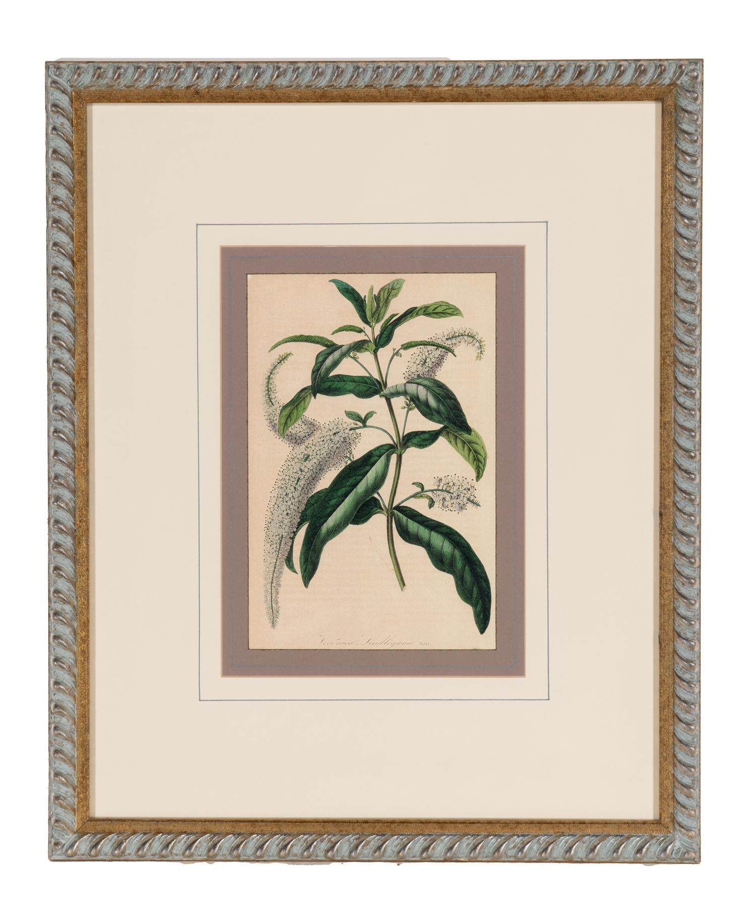 A Set of Six Hand-Colored Botanical Lithographs from L'illustration Horticole: Journal Special Des Serres Et Des Jardins
