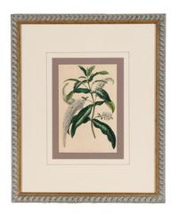 A Set of Six Hand-Colored Botanical Lithographs from L'illustration Horticole: Journal Special Des Serres Et Des Jardins