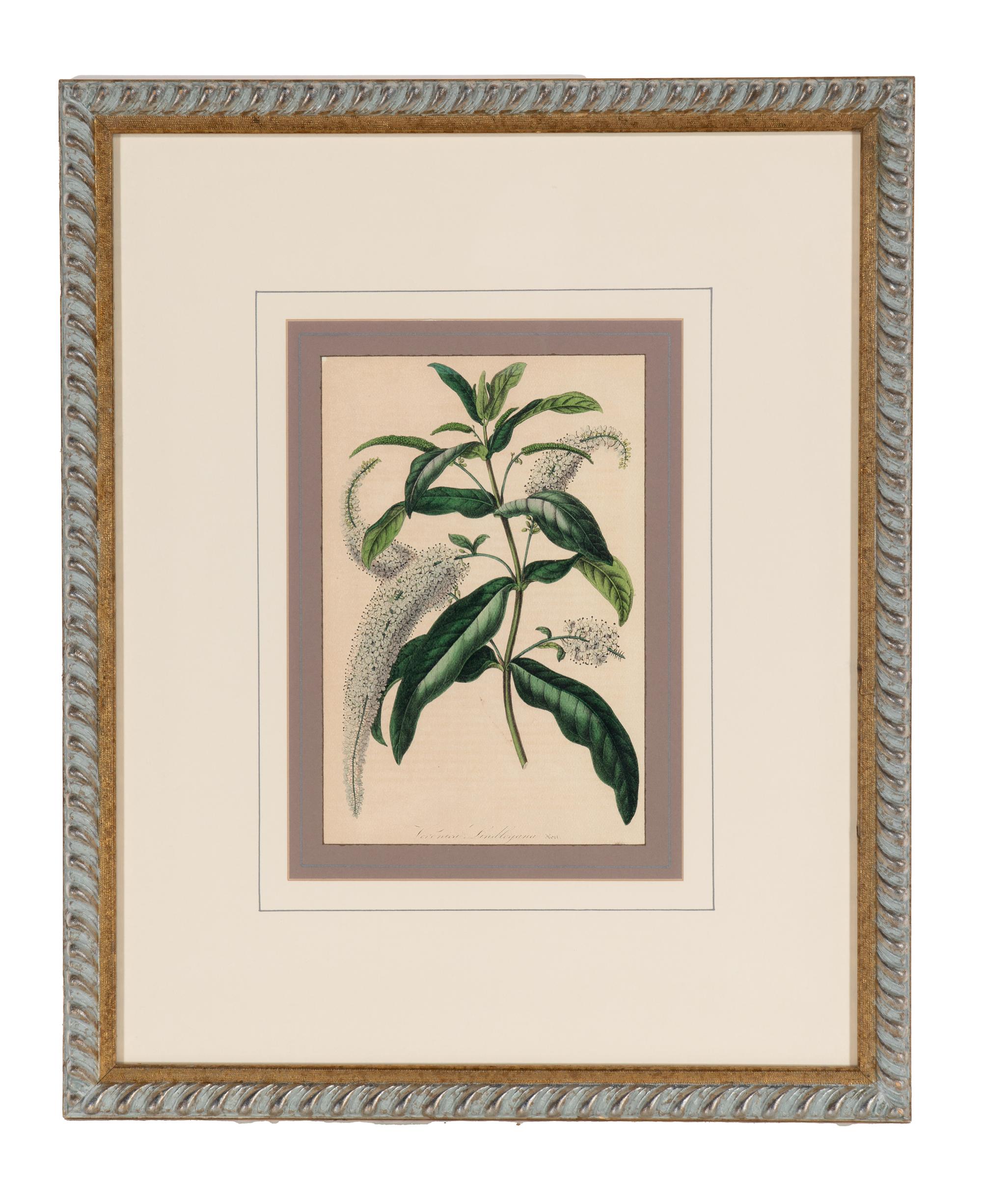 A Set of Six Hand-Colored Botanical Lithographs from L'illustration Horticole: Journal Special Des Serres Et Des Jardins