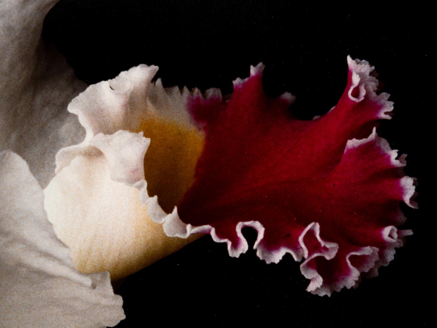 White Orchid One and Untitled (A Pair of Works)
