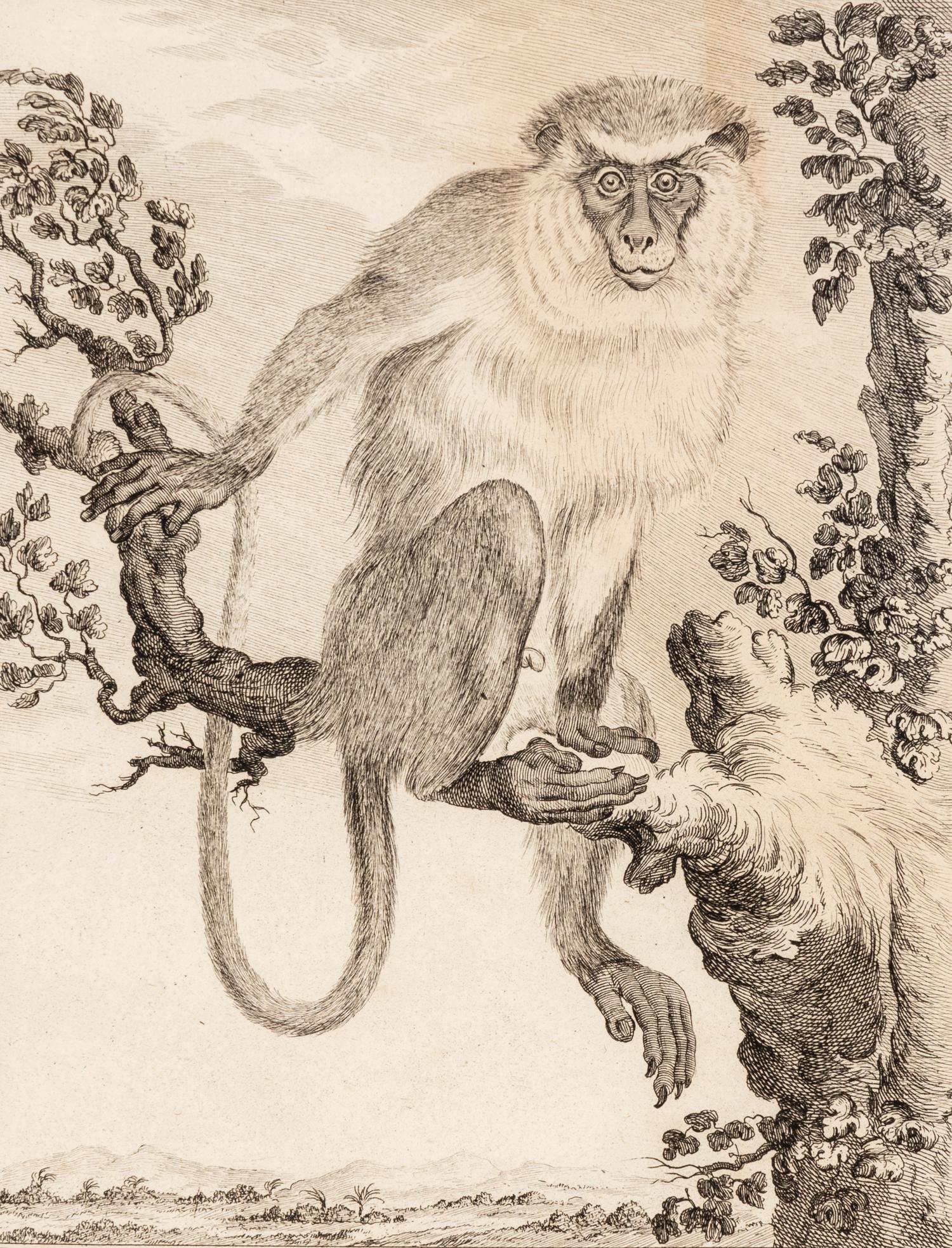 A Collection of Twelve Georges-Louis Leclerc Monkey Engravings from Histoire Naturelle