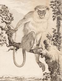 A Collection of Twelve Georges-Louis Leclerc Monkey Engravings from Histoire Naturelle