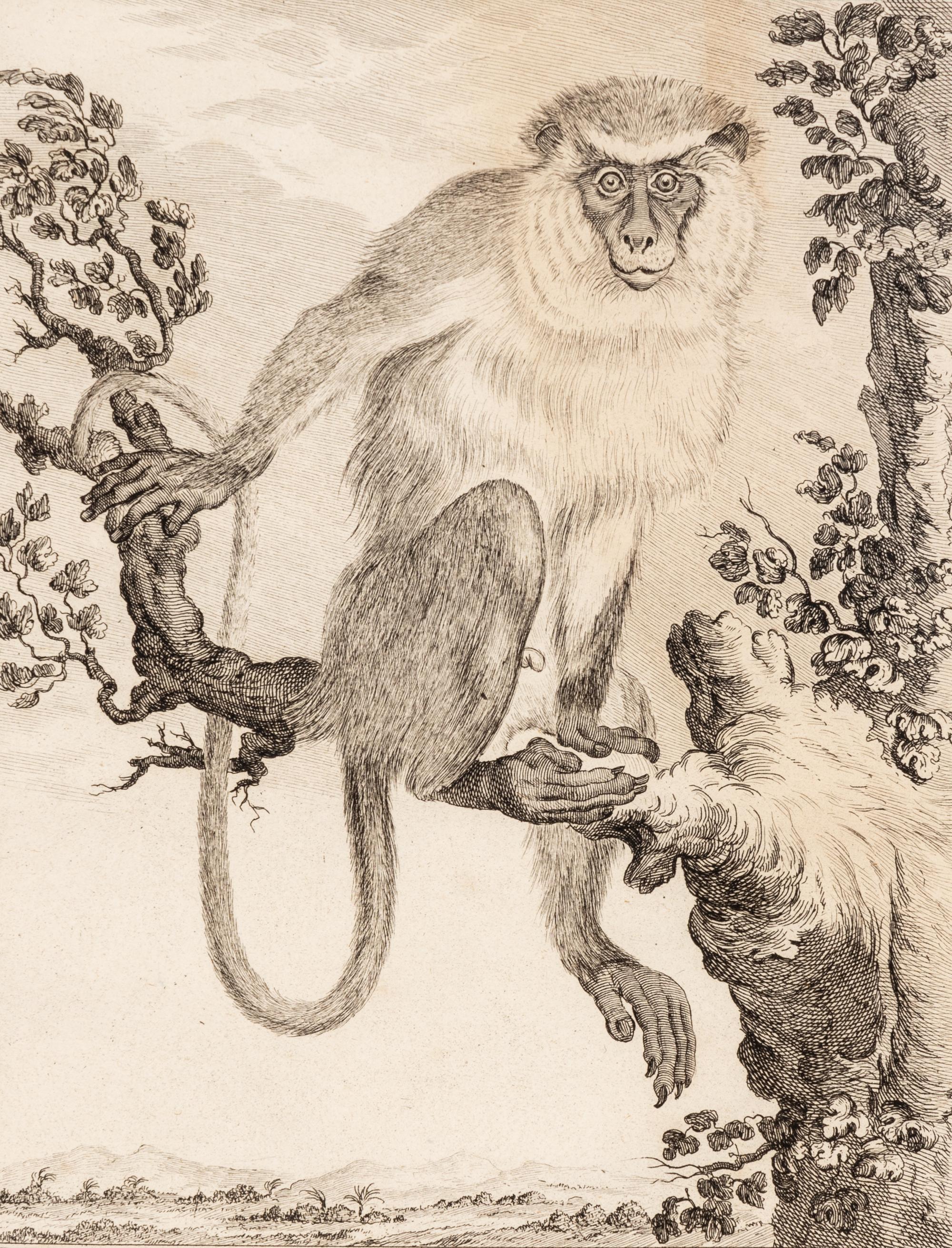 A Collection of Twelve Georges-Louis Leclerc Monkey Engravings from Histoire Naturelle