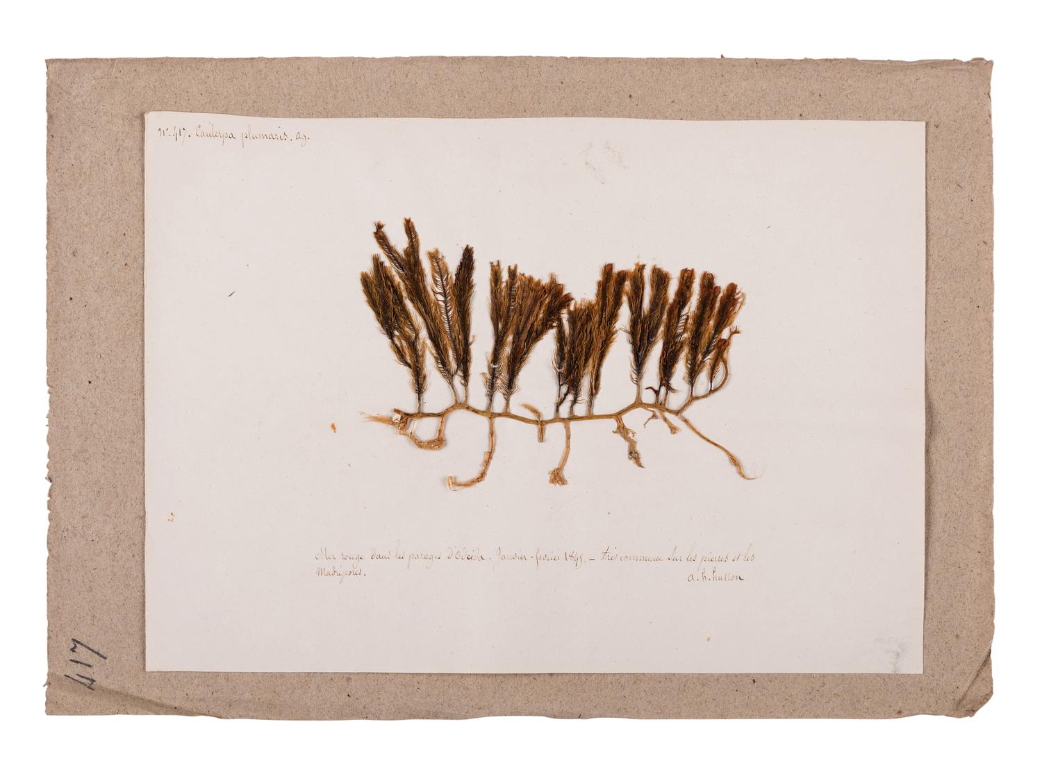 [SPECIMEN ALBUM - ALGAE]. HUSSON, Anne Henry (1814-1855). Algae from the Red Sea. Collected ca 1844-1845.
