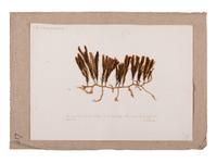 [SPECIMEN ALBUM - ALGAE]. HUSSON, Anne Henry (1814-1855). Algae from the Red Sea. Collected ca 1844-1845.