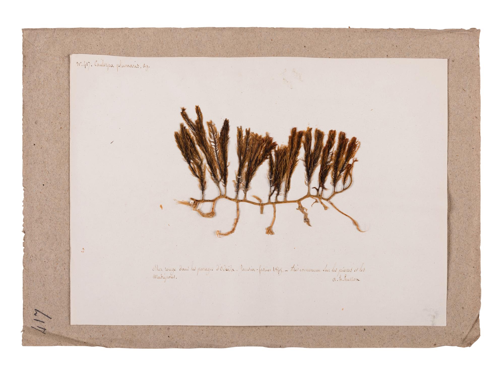 [SPECIMEN ALBUM - ALGAE]. HUSSON, Anne Henry (1814-1855). Algae from the Red Sea. Collected ca 1844-1845.