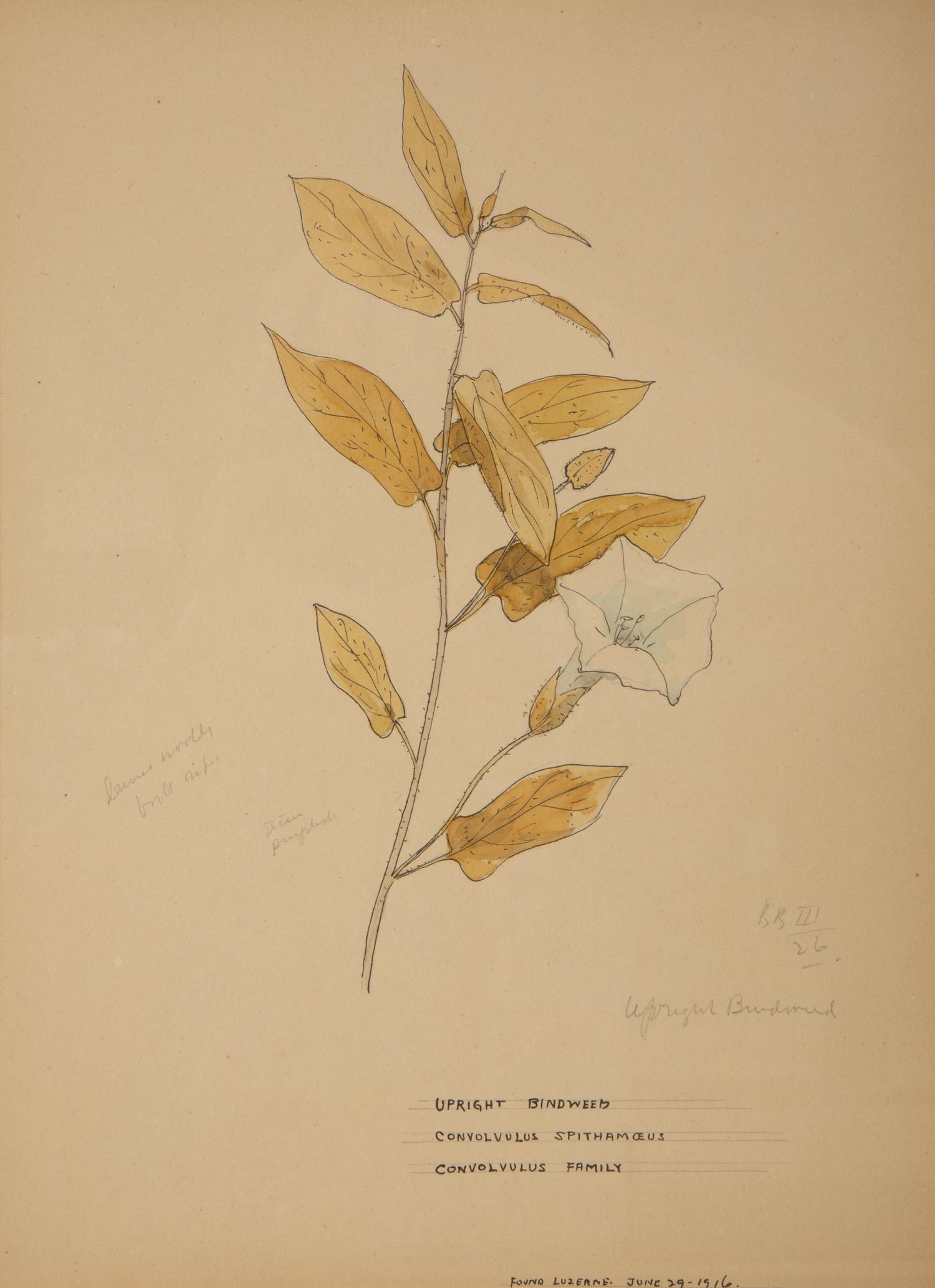 Eighteen Botanical Watercolors