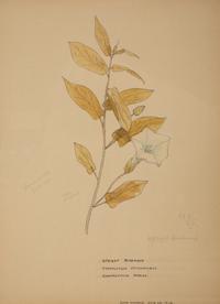 Eighteen Botanical Watercolors