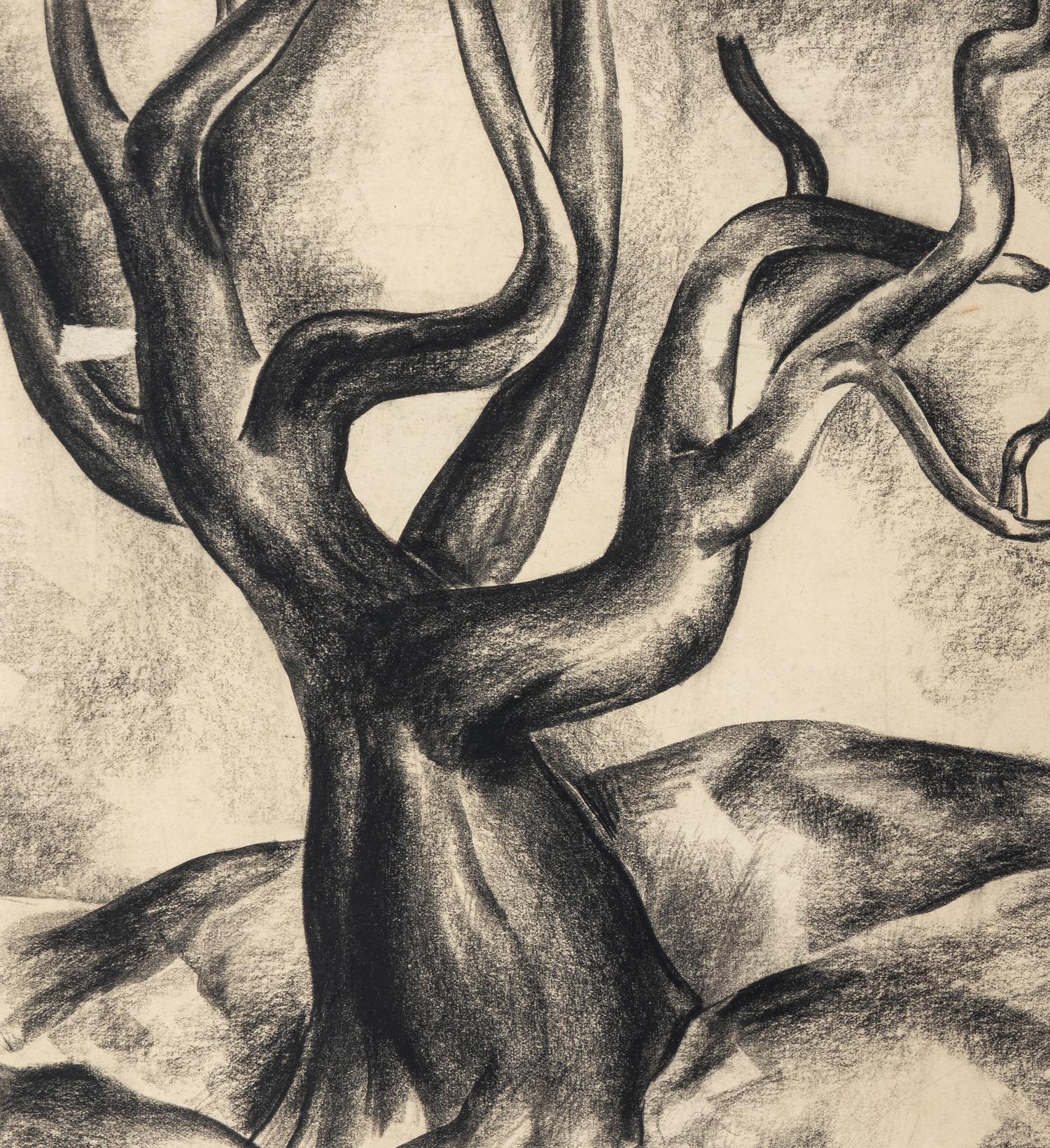 Gnarled Tree, c. 1930's