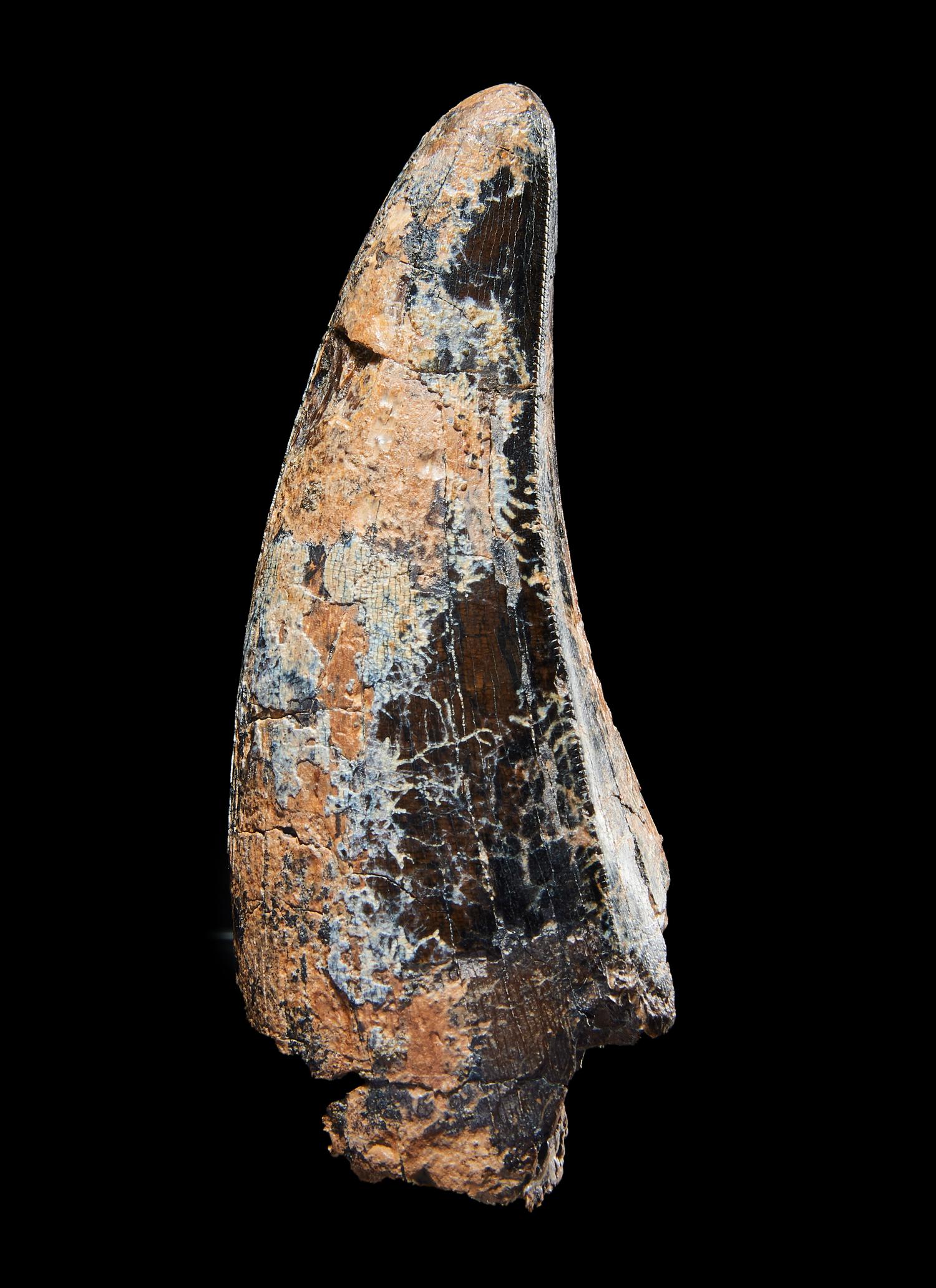 A Tyrannosaurus Rex Tooth ( Tyrannosaurus rex)