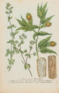 A Group of Six Hand-Colored Botanical Engravings from Johann A Weinmann's Phytanthoza Iconographia — CIRCA 1740