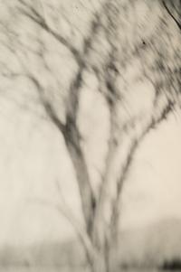 Georgia Untitled (Dodd's Farm), from the series Georgia