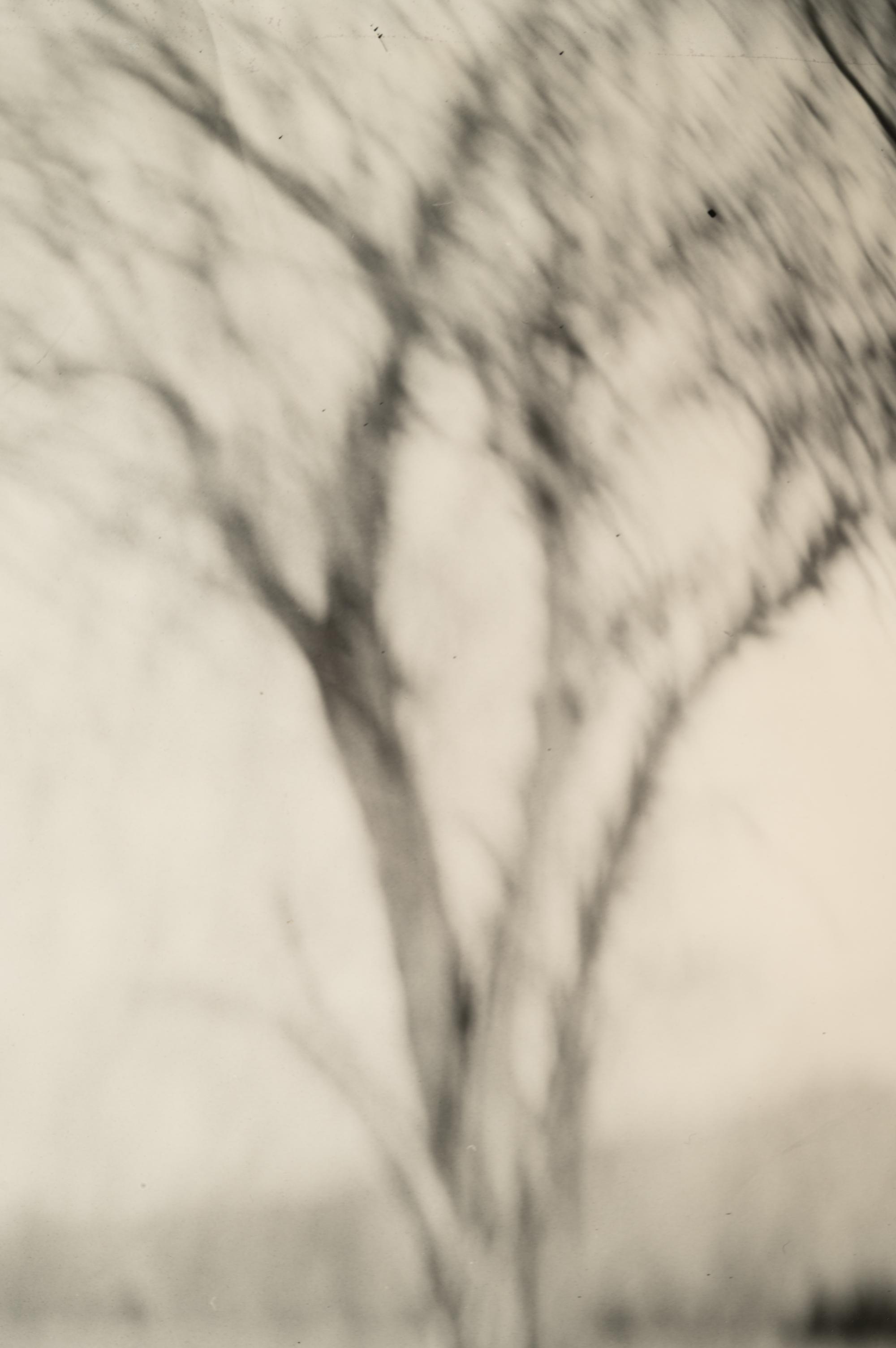 Georgia Untitled (Dodd's Farm), from the series Georgia