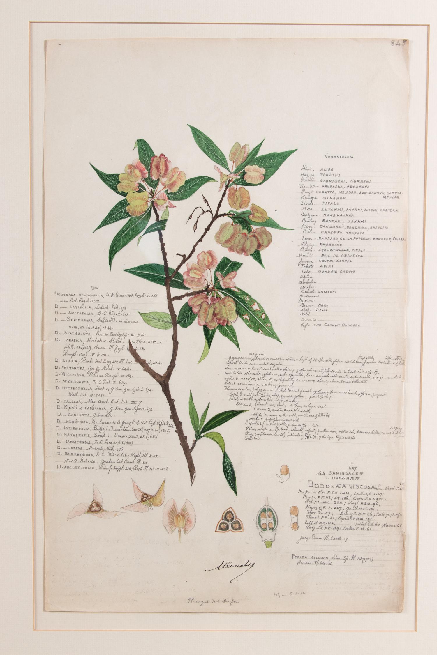 Four Botanical Watercolors