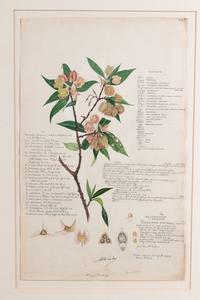 Four Botanical Watercolors