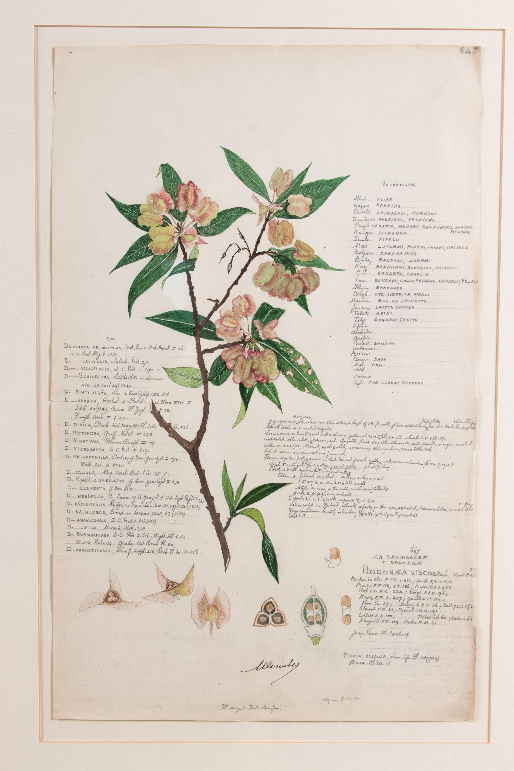 Four Botanical Watercolors
