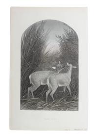 Eight Hand Colored Animal Engravings Height 10 1/2 x width 13 1/4 inches (largest) — LATE 19TH/EARLY 20TH CENTURY