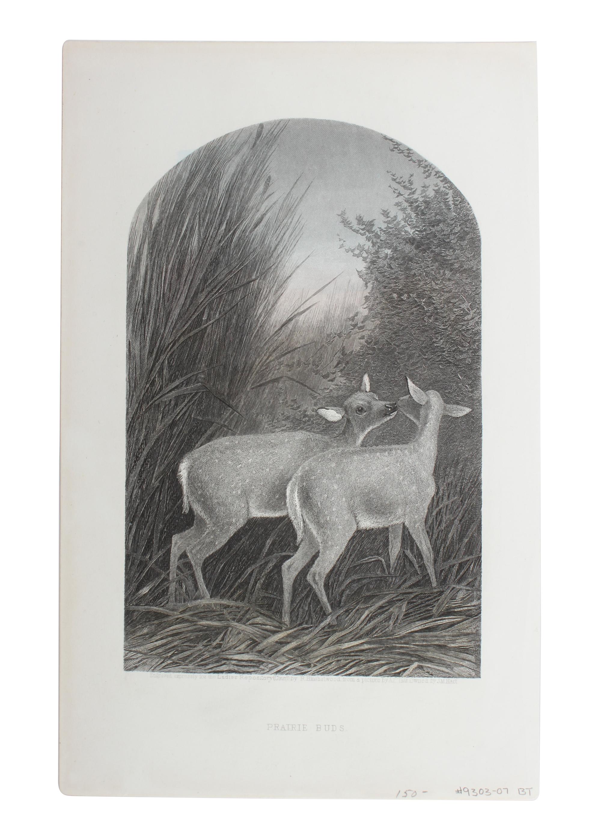 Eight Hand Colored Animal Engravings Height 10 1/2 x width 13 1/4 inches (largest) — LATE 19TH/EARLY 20TH CENTURY